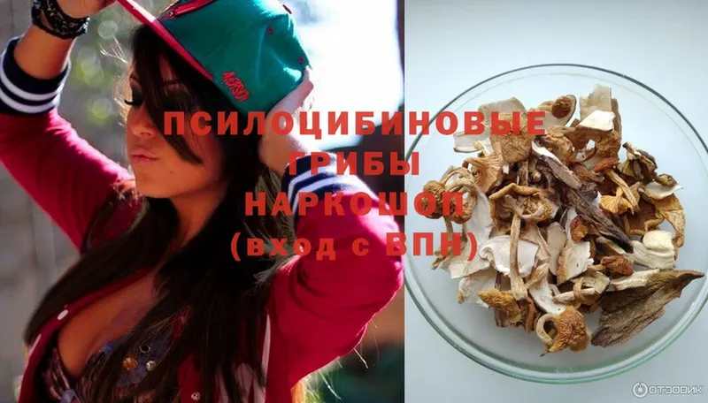 Псилоцибиновые грибы Psilocybe  как найти   Мирный 